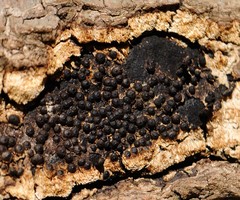 Rosellinia corticium