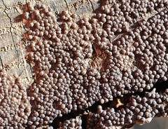 Rosellinia corticium