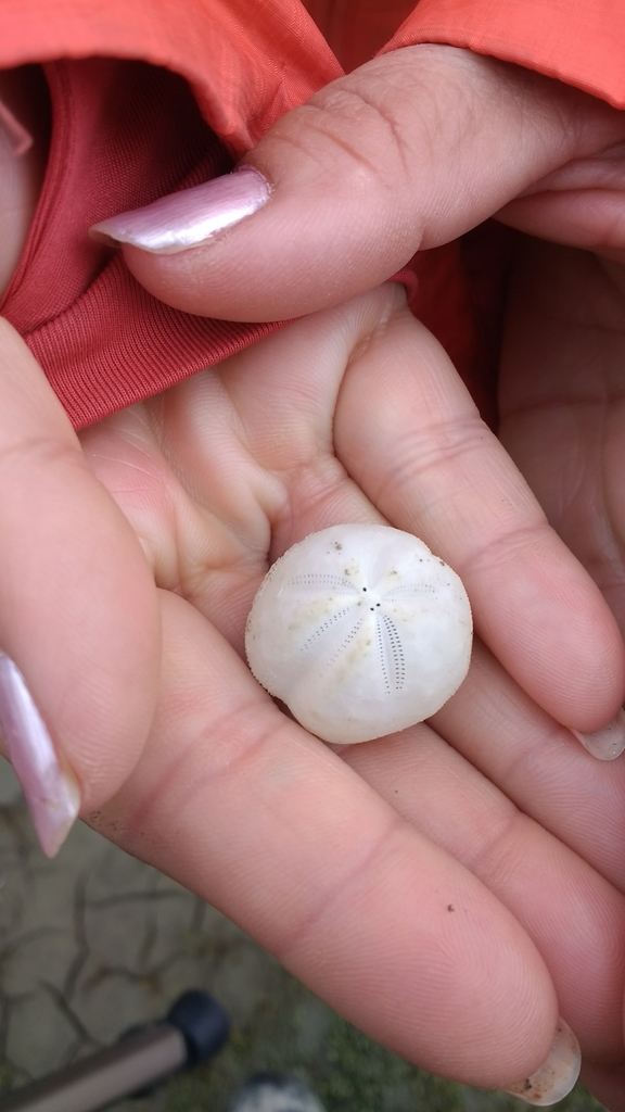 Tripylaster philippii