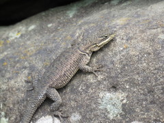 Sceloporus dugesii