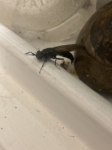 Unknown species found near Hope St, Providence, RI, US