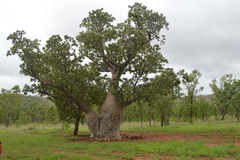 Adansonia gregorii