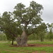 Boab - Photo (c) Ryne Rutherford, some rights reserved (CC BY-NC), uploaded by Ryne Rutherford
