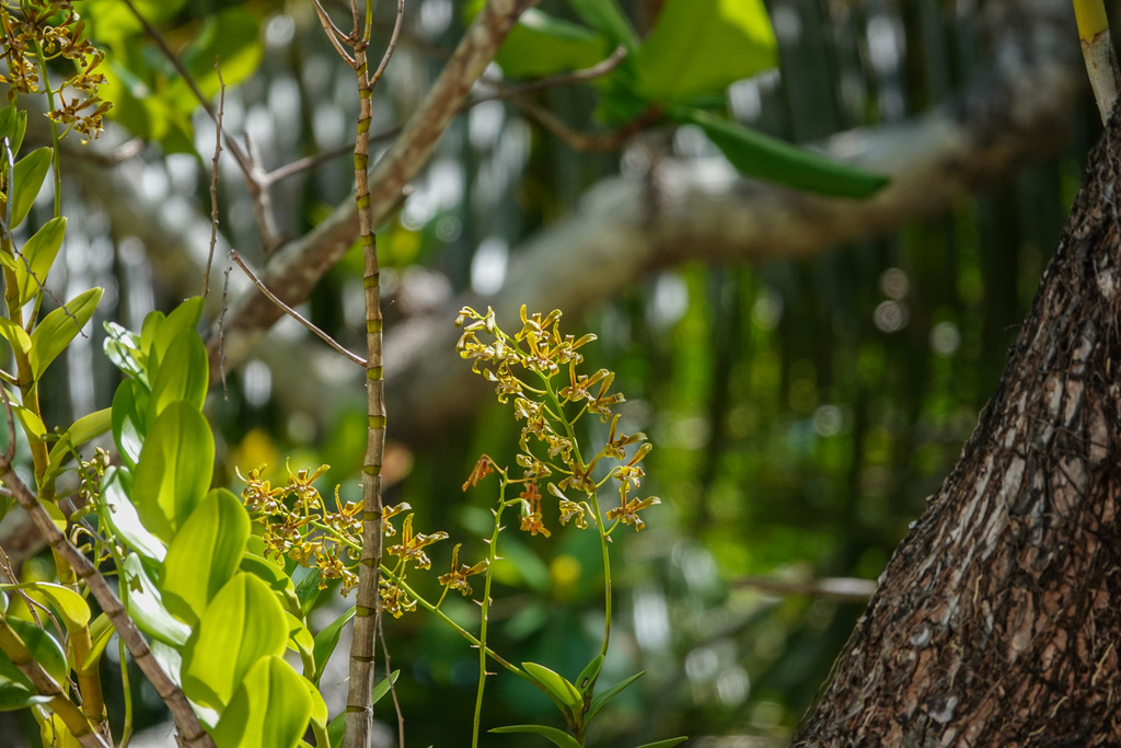 Dendrobium sylvanum Rchb.f.