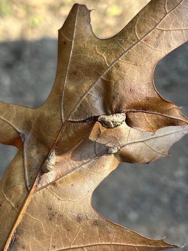 Unknown species found near E Skyline Pkwy, Duluth, MN, US
