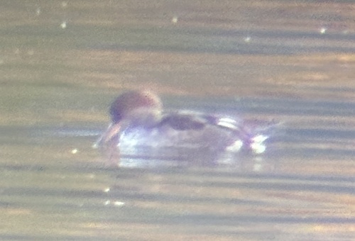 Hooded Merganser