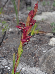 Disa ophrydea