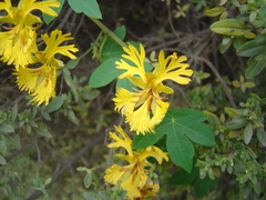 Tropaeolum seemannii