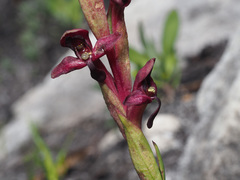 Disa ophrydea