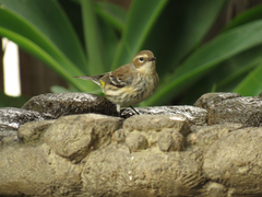 Setophaga coronata coronata