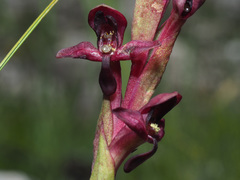 Disa ophrydea