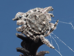 Caerostris corticosa