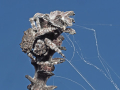 Caerostris corticosa