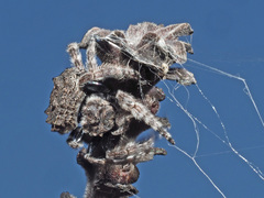 Caerostris corticosa