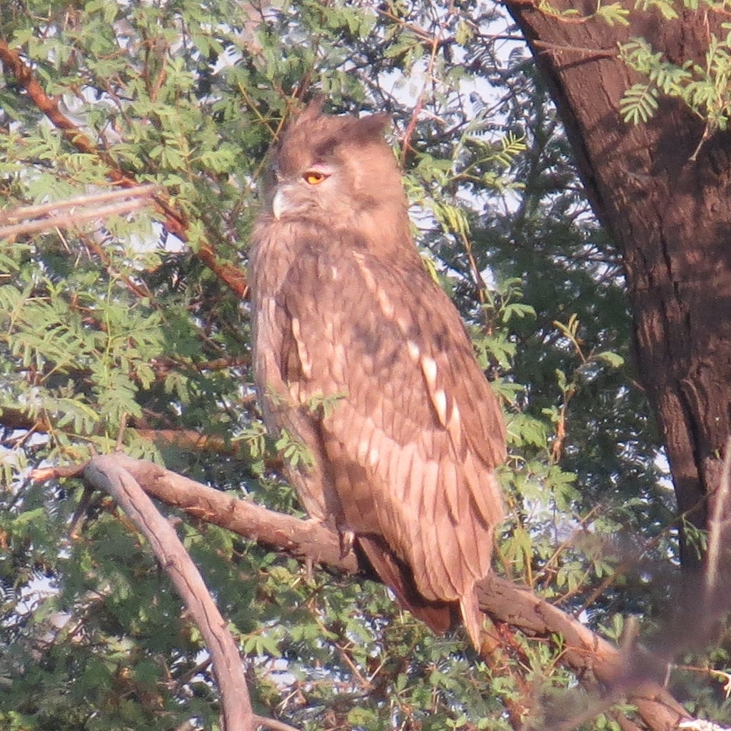Dusky Eagle-Owl