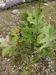 Psacalium sinuatum, photograph author not stated, no rights reserved