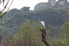 Ardea alba