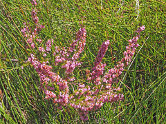 Erica intervallaris