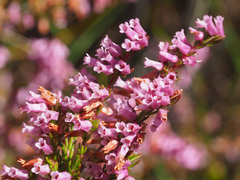 Erica intervallaris