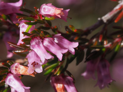Erica intervallaris