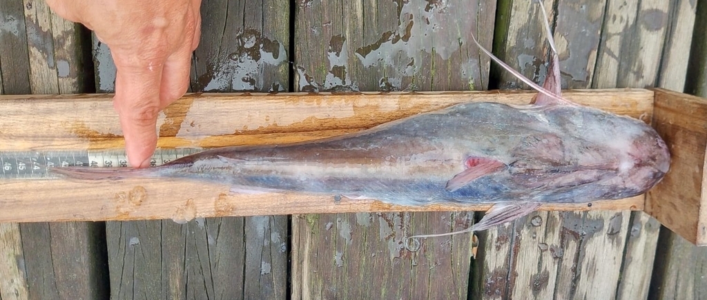 Red sea catfish (Bagre pinnimaculatus) — Ariidae