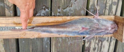 Red sea catfish (Bagre pinnimaculatus) — Ariidae