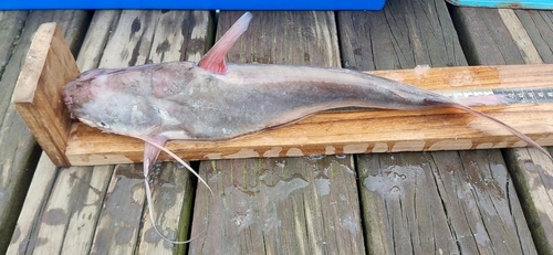 Red sea catfish (Bagre pinnimaculatus) — Ariidae — 3