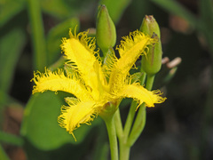Villarsia capensis