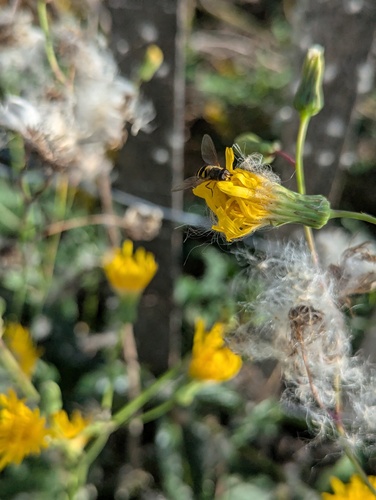 Unknown species found near Lincoln Park, Chicago, IL, USA