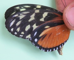 Heliconius hecale zuleika