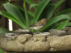 Setophaga coronata coronata