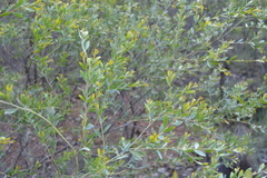 Acacia richardsii