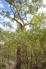 Eucalyptus miniata