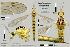 Nephrotoma virescens