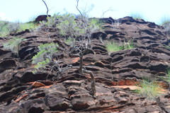 Calytrix exstipulata