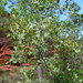 Grevillea agrifolia - Photo (c) Ryne Rutherford, algunos derechos reservados (CC BY-NC), subido por Ryne Rutherford