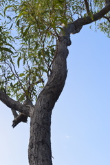 Eucalyptus tetrodonta