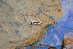 Litoria watjulumensis