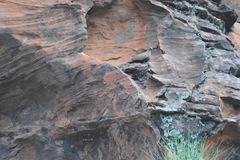 Petrophassa albipennis