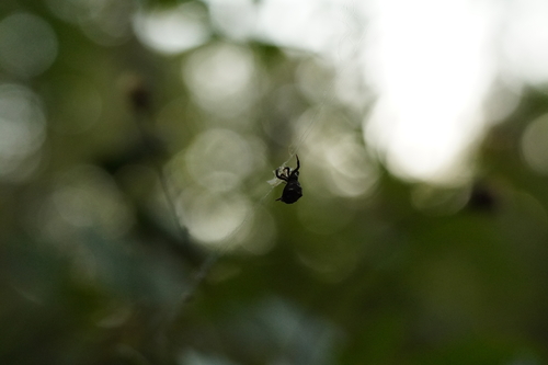 Triangle weaver photo 4