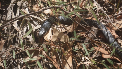 Red-bellied Black Snake sighting