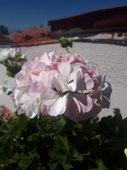 Pelargonium × hybridum