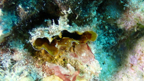 Streptopinna saccata observed 2025-10-05