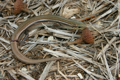 Prairie Skink
