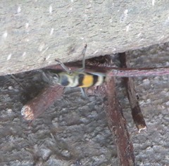 Anthoboscus tricolor