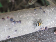 Anthoboscus tricolor