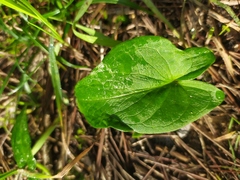 Arisarum