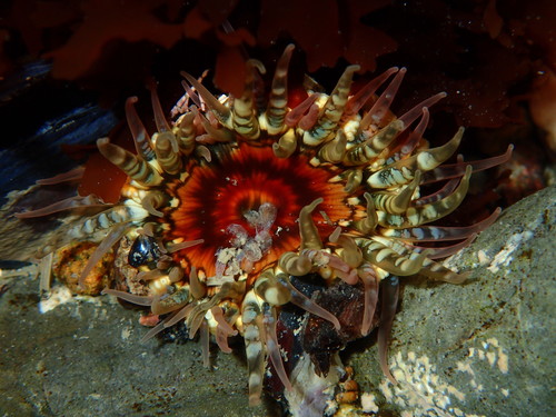 Speckled rock anemone, photo 3 of 8