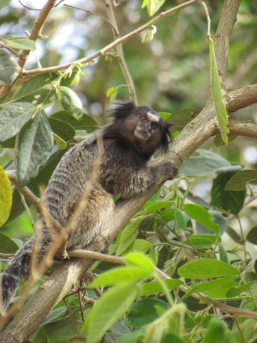 Black-tufted-ear Marmoset, Q2CP+QC, Lavras - MG, 37200-000, Brasil, photo 10 of 10