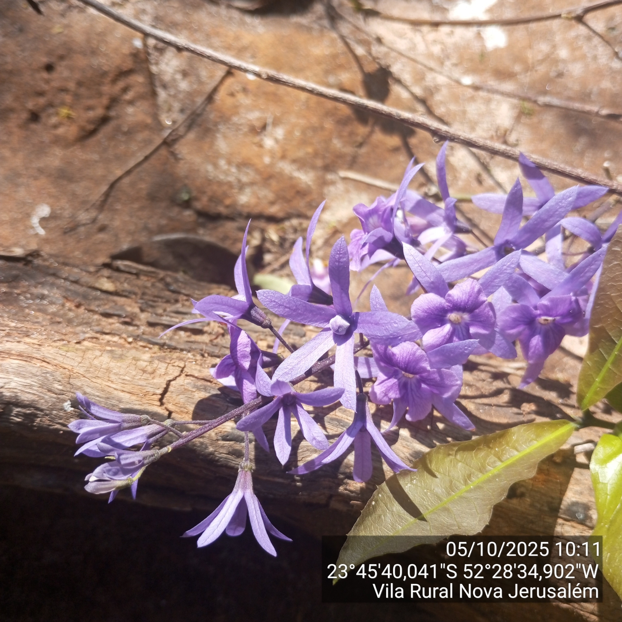 Petrea volubilis